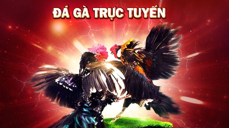 da ga truc tuyen